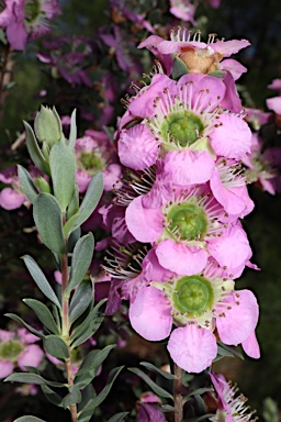 APII jpeg image of Leptospermum 'Seclusion'  © contact APII