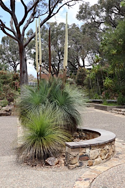 APII jpeg image of Xanthorrhoea glauca subsp. angustifolia  © contact APII