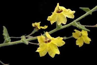 APII jpeg image of Goodenia heterophylla subsp. eglandulosa  © contact APII