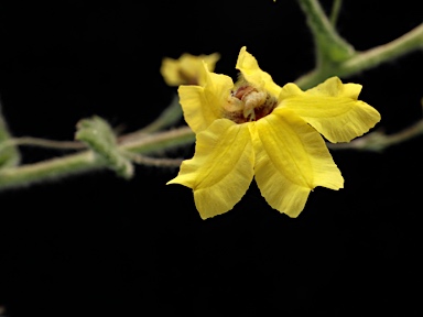 APII jpeg image of Goodenia heterophylla subsp. eglandulosa  © contact APII