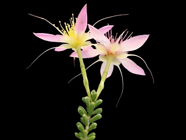 APII jpeg image of Calytrix longiflora  © contact APII