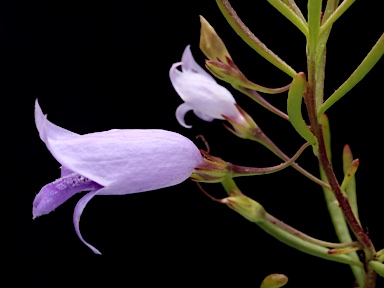 APII jpeg image of Eremophila ionantha  © contact APII