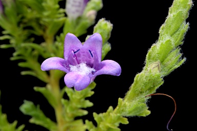 APII jpeg image of Eremophila koobabbiensis  © contact APII