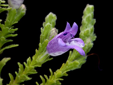 APII jpeg image of Eremophila koobabbiensis  © contact APII