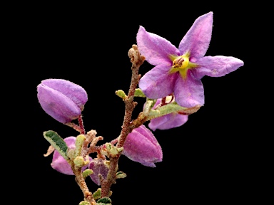 APII jpeg image of Seringia hermanniifolia  © contact APII