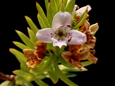 APII jpeg image of Diocirea acutifolia  © contact APII
