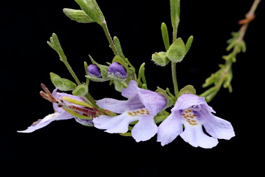 APII jpeg image of Prostanthera saxicola var. bracteolata  © contact APII