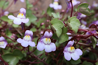 APII jpeg image of Cymbalaria muralis subsp. muralis  © contact APII