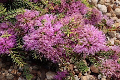 APII jpeg image of Melaleuca thymifolia 'Little Beauty'  © contact APII