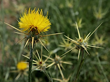 APII jpeg image of Centaurea solstitialis  © contact APII