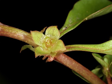 APII jpeg image of Ludwigia palustris  © contact APII