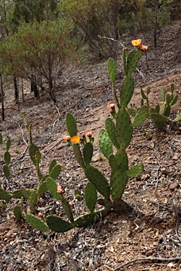 APII jpeg image of Opuntia elata  © contact APII