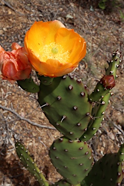 APII jpeg image of Opuntia elata  © contact APII