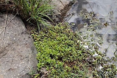 APII jpeg image of Ludwigia palustris  © contact APII