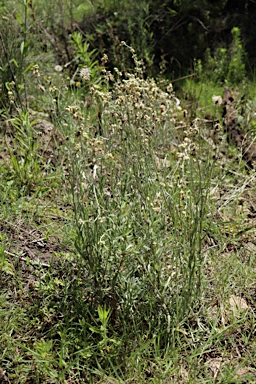 APII jpeg image of Pseudognaphalium luteoalbum  © contact APII