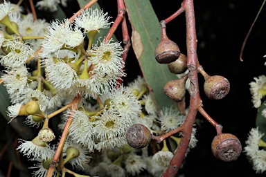 APII jpeg image of Eucalyptus rossii  © contact APII