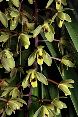 APII jpeg image of Cymbidium suave  © contact APII