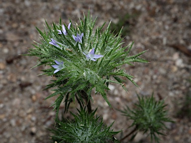 APII jpeg image of Navarretia squarrosa  © contact APII