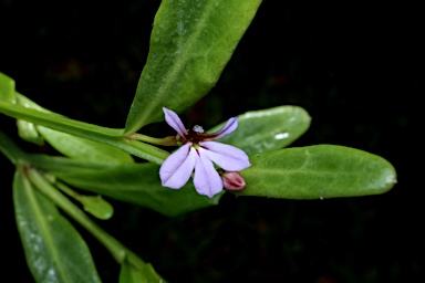 APII jpeg image of Lobelia anceps  © contact APII