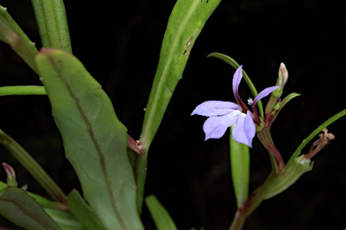 APII jpeg image of Lobelia anceps  © contact APII