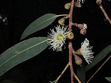 APII jpeg image of Eucalyptus wilcoxii  © contact APII