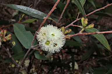 APII jpeg image of Eucalyptus stricta  © contact APII