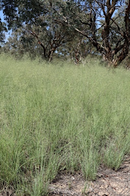 APII jpeg image of Eragrostis curvula  © contact APII