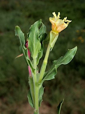 APII jpeg image of Oenothera indecora subsp. bonariensis  © contact APII