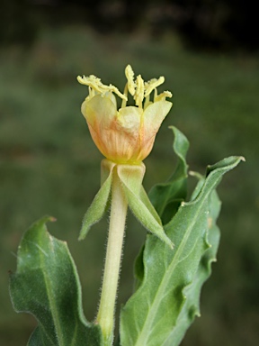 APII jpeg image of Oenothera indecora subsp. bonariensis  © contact APII