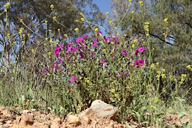 APII jpeg image of Petunia x atkinsiana  © contact APII