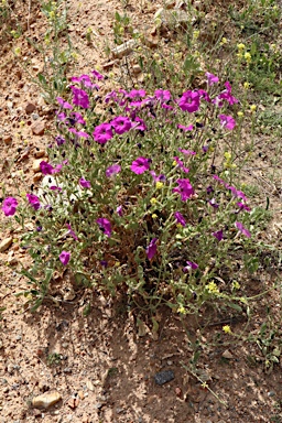 APII jpeg image of Petunia x atkinsiana  © contact APII