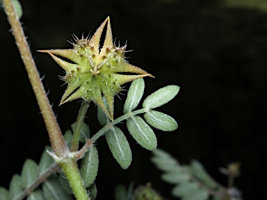 APII jpeg image of Tribulus terrestris  © contact APII