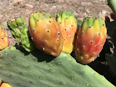 APII jpeg image of Opuntia ficus-indica  © contact APII