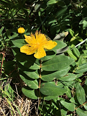 APII jpeg image of Hypericum calycinum  © contact APII