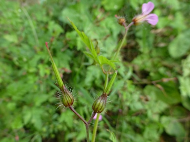 APII jpeg image of Geranium purpureum subsp. purpureum  © contact APII