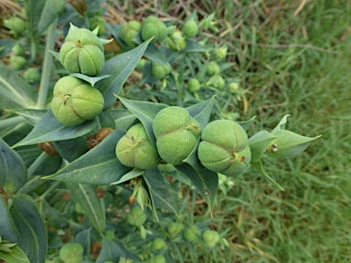 APII jpeg image of Euphorbia lathyris  © contact APII