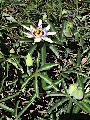 APII jpeg image of Passiflora caerulea  © contact APII