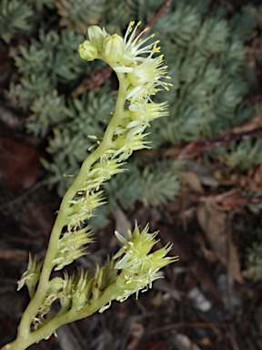 APII jpeg image of Sedum sediforme  © contact APII