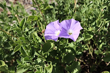 APII jpeg image of Convolvulus sabatius  © contact APII