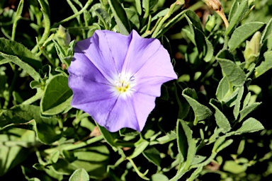 APII jpeg image of Convolvulus sabatius  © contact APII