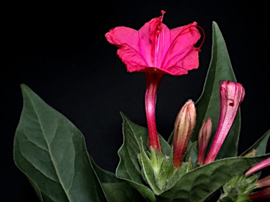 APII jpeg image of Mirabilis jalapa  © contact APII