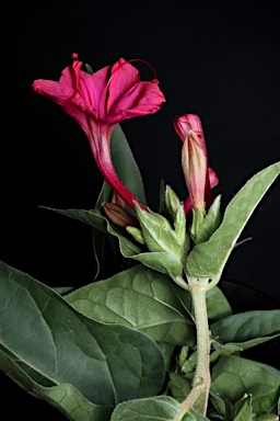 APII jpeg image of Mirabilis jalapa  © contact APII