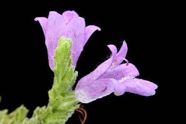 APII jpeg image of Eremophila koobabbiensis  © contact APII