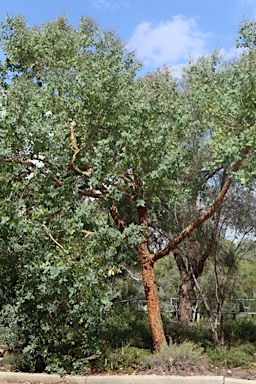 APII jpeg image of Corymbia peltata  © contact APII