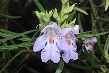 APII jpeg image of Prostanthera tallowa  © contact APII