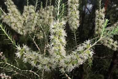 APII jpeg image of Melaleuca lanceolata  © contact APII