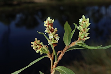 APII jpeg image of Persicaria prostrata  © contact APII