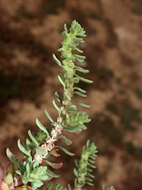 APII jpeg image of Dysphania glomulifera subsp. glomulifera  © contact APII