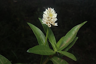 APII jpeg image of Alternanthera philoxeroides  © contact APII