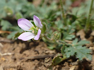 APII jpeg image of Erodium botrys  © contact APII